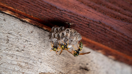 Wasps building a nest, Wasp, wasps nest, Wasps nesting on a building, wasps