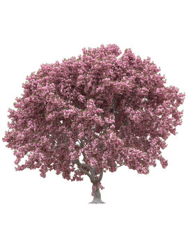 Pink Sakura Japanese Tree, Cherry Blossom Isolated On White Background With Clipping Path.