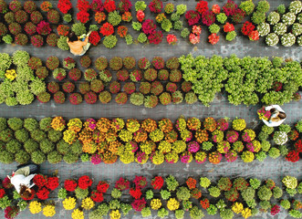 Flower field from above 