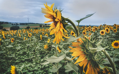 One of many sunflower fields in France