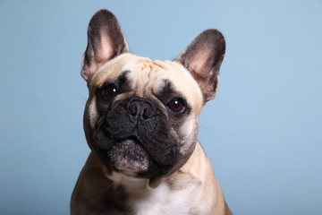 Bulldog in front of a colored background