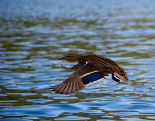 Duck in Flight