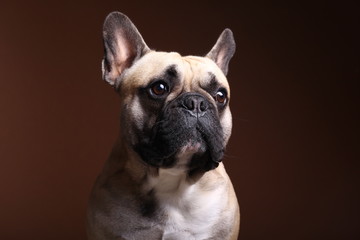 Obraz premium Bulldog in front of a colored background