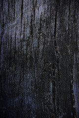 Dry tree bark texture background