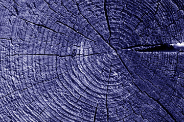 Old log cut macro in blue tone.