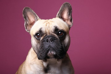 Bulldog in front of a colored background - obrazy, fototapety, plakaty