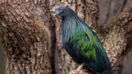 Dove of Nicobar