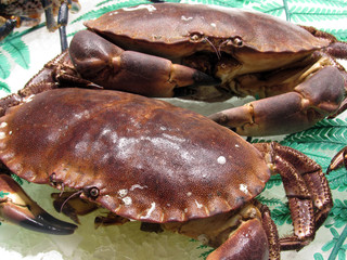 crab