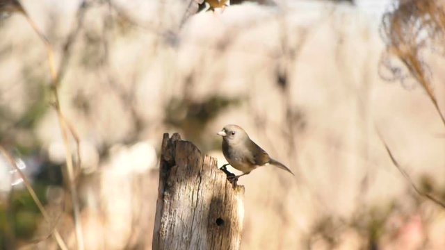 Slow motion of a dark eyed junco and American Goldfinch on a perch