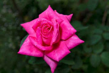  beautiful pink rose flower blooming in roses garden