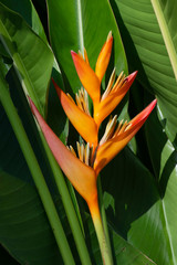beautiful Bird of Paradise flower (Strelitzia reginae) against green leaves