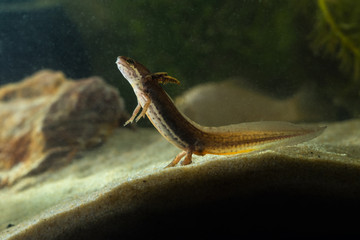 Tadpole of Common newt, Triturus vulgaris