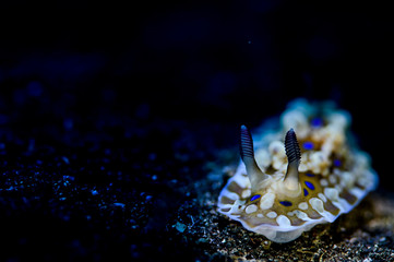 Colorful and Psychedelic Nudibranch Sea Slug showing off its Rhinosphores 