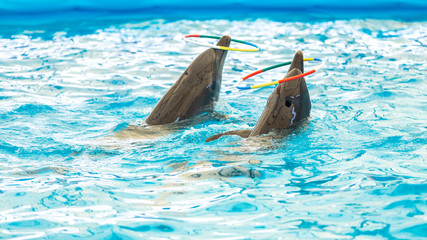 Dolphin spinning hoop in the pool, Dolphins show presentation.