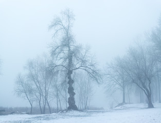 winter's tale
