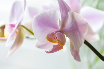 Fototapeta na wymiar Pink Phalaenopsis or Orchid flower.