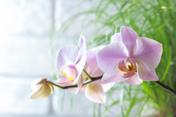 Pink Phalaenopsis or Orchid flower.