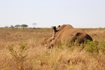 African White Rhino in the bush veld