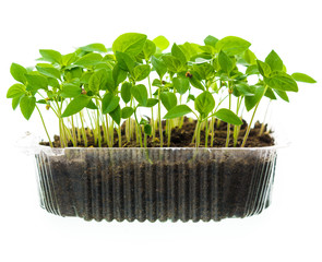 seedling in plastic box