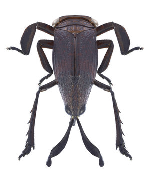 Cicada Ancyra annamensis on a white background