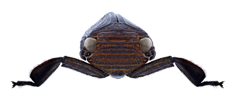 Cicada Ancyra annamensis on a white background