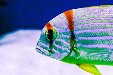 exotic tropical coral reef fish, sailfin snapper
