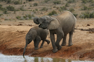 African elephant mother and calf drinking water.