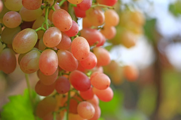 Ripe grapes in the vineyard
