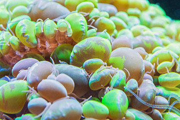 Bubble Coral Plerogyra sinuosa © Oleksii Sergieiev