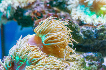 Macrodactyla doreensis © Oleksii Sergieiev