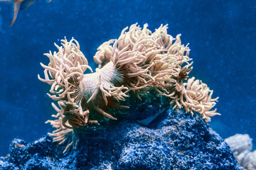 Macrodactyla doreensis © Oleksii Sergieiev