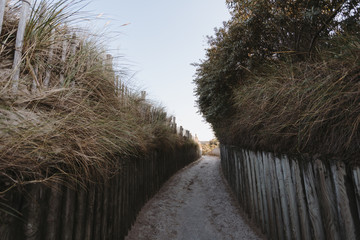 Fototapeta premium Way through the dunes to the north sea, sunset.