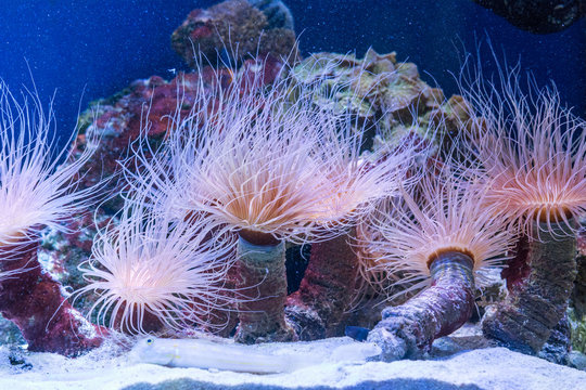 Cerianthus sea anemone sheltering mysid shrimps