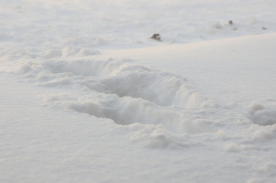 Следы на снегу