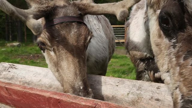 Traditional wooden animal feeder in the field.