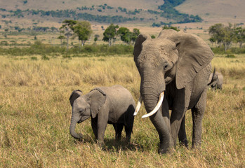 Naklejka na ściany i meble Elefantenfamilie, Massai Mara, Kenia