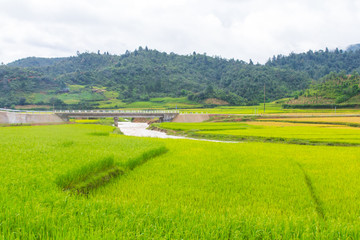 Beautiful view of rice terrace, mu cang chai, vietnam