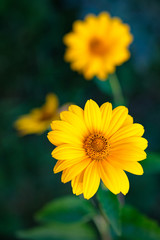 bright yellow flowers on green grass background, garden background blurred