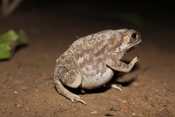 Obraz premium Frog