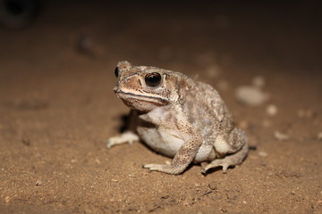 Obraz premium Closeup of Frog