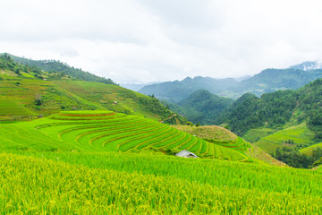 Beautiful view of rice terrace, mu cang chai, vietnam