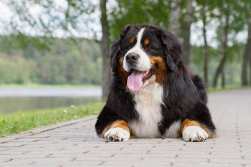 Bernese mountain dog outside in beautiful park.	