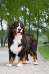 Bernese mountain dog outside in beautiful park.	