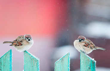 two cute funny birds sparrows sitting in the winter garden on a wooden old fence
