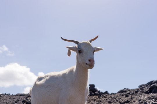 Lonely white goat in the mountains, Fuerteventura, Canary islands, Spain