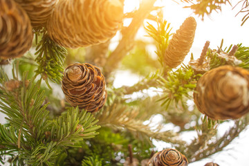 Christmass tree branches on sunny day in forest. Close-up photo. New year concept.