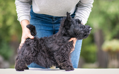 Black scottish terrier puppy posing outside at summer. Young and cute terrier baby.	 - obrazy, fototapety, plakaty