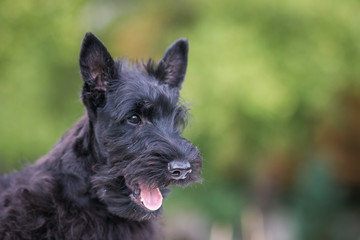 Black scottish terrier puppy posing outside at summer. Young and cute terrier baby.	