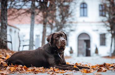 Beautiful young labrador retriever dog posing in autumn leaves.	
