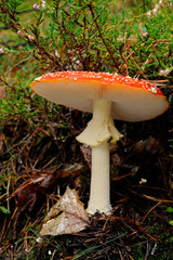 mushroom in the forest